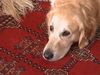 Golden Retriever Foto: Sheila aus Namibia (ID 2822) Golden Retriever Hund