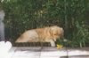 Golden Retriever Foto: Schnupper!!! *g* (ID 12947) Golden Retriever Hund