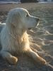 Golden Retriever Foto: Nico an der Playa (ID 17660) Golden Retriever Hund