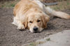 Golden Retriever Foto: Spiel mit mir (ID 37955) Golden Retriever Hund
