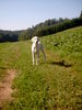 Golden Retriever Foto: Retriever Mix Spike (ID 33045) Golden Retriever Hund