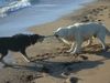 Golden Retriever Foto: Goldi Nico und Freund Wata beim Tauziehen (ID 6241) Golden Retriever Hund