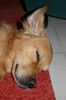 Golden Retriever Foto: so schläft man tief und fest (ID 12501) Golden Retriever Hund
