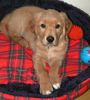 Golden Retriever Foto: Topas 11_wochen (ID 8466) Golden Retriever Hund
