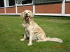 Golden Retriever Foto: Monty (ID 30414) Golden Retriever Hund