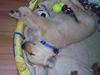 Golden Retriever Foto: Das ist Gary 8 1/2 Wochen alt. (ID 11669) Golden Retriever Hund