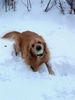 Golden Retriever Foto: Das macht mir am meisten Spass! (ID 6495) Golden Retriever Hund