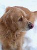 Golden Retriever Foto: Das ist mein Billy! (ID 6494) Golden Retriever Hund