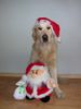 Golden Retriever Foto: Fröhliche Weihnachten! (ID 16991) Golden Retriever Hund