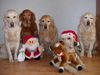 Golden Retriever Foto: Fröhliche Weihnachten! (ID 16992) Golden Retriever Hund