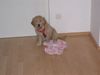 Golden Retriever Foto: Sami - 8 Wochen (ID 3337) Golden Retriever Hund