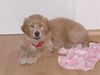 Golden Retriever Foto: aus Ungarn (ID 2016) Golden Retriever Hund