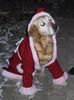 Golden Retriever Foto: Sina als Weihnachtsmann (ID 15573) Golden Retriever Hund
