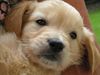 Golden Retriever Foto: Welpe 5 Wochen von der Haslacher Au (ID 12731) Golden Retriever Hund