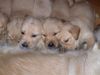 Golden Retriever Foto: Einer von 11 Welpen/Wurf vom März 2002 (ID 1158) Golden Retriever Hund