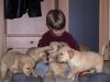 Golden Retriever Foto: Einer von 11 Welpen/Wurf vom März 2002 (ID 1160) Golden Retriever Hund
