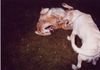 Golden Retriever Foto: Wilde Toberei (Arkor und Gero) (ID 8788) Golden Retriever Hund