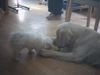Golden Retriever Foto: Malteserwelpe Wuschel auf Besuch bei Nico (ID 17632) Golden Retriever Hund