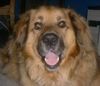 Golden Retriever Foto: Yako (Goldie.Hovawart,DSH,Labrador-Mix) (ID 17197) Golden Retriever Hund