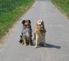 Golden Retriever Foto: Sandy + Jasper (ID 17200) Golden Retriever Hund