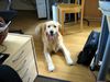 Golden Retriever Hund