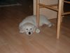 Golden Retriever Hund