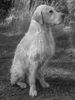 Golden Retriever Foto: Albin vom Weidenweg (ID 17636) Golden Retriever Hund