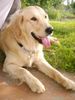 Golden Retriever Foto: Cora - 1 Jahr (ID 12177) Golden Retriever Hund
