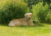 Golden Retriever Foto: Cora - 1 Jahr (ID 12178) Golden Retriever Hund