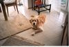 Golden Retriever Foto: unser Ben aus Marburg (ID 13640) Golden Retriever Hund