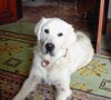 Golden Retriever Foto: das is mein schatz bobby (ID 19855) Golden Retriever Hund