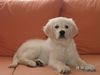 Golden Retriever Foto: bobby (ID 9434) Golden Retriever Hund