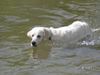 Golden Retriever Foto: so eine wasserratte (ID 12536) Golden Retriever Hund