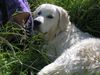 Golden Retriever Foto: mit herrchen im gras (ID 12537) Golden Retriever Hund