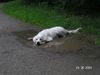 Golden Retriever Foto: auch ein schlammbad macht spass (ID 12538) Golden Retriever Hund