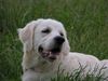 Golden Retriever Foto: wo seid ihr ? (ID 12539) Golden Retriever Hund