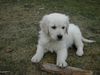 Golden Retriever Foto: bobby (ID 9368) Golden Retriever Hund