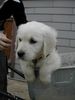 Golden Retriever Foto: bobby (ID 9369) Golden Retriever Hund