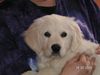 Golden Retriever Foto: bobby (ID 9433) Golden Retriever Hund