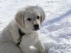 Golden Retriever Foto: bobby (ID 9471) Golden Retriever Hund