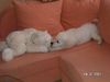 Golden Retriever Foto: bobby23 (ID 9443) Golden Retriever Hund