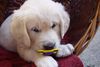 Golden Retriever Foto: .....bin ja noch ein Baby........(Buffy/6 Wo) (ID 1689) Golden Retriever Hund