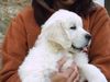 Golden Retriever Foto: puppy (ID 16346) Golden Retriever Hund