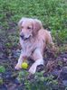 Golden Retriever Foto: Meine Cora Maus 01/05 (ID 28348) Golden Retriever Hund