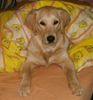 Golden Retriever Foto: Cora - 9 Monate (ID 10976) Golden Retriever Hund