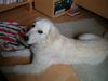 Golden Retriever Foto: Cora mit ca.6 Monaten vor meinem Bett (ID 13277) Golden Retriever Hund