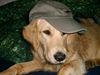 Golden Retriever Foto: Cora mit Käppi - 10 Monate (ID 10975) Golden Retriever Hund