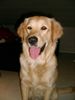 Golden Retriever Foto: Cora (ID 10131) Golden Retriever Hund
