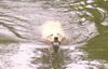 Golden Retriever Foto: Cora beim Schwimmen (11 Mon.) (ID 11436) Golden Retriever Hund