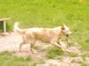 Golden Retriever Foto: Cora (11 Mon.) (ID 11437) Golden Retriever Hund